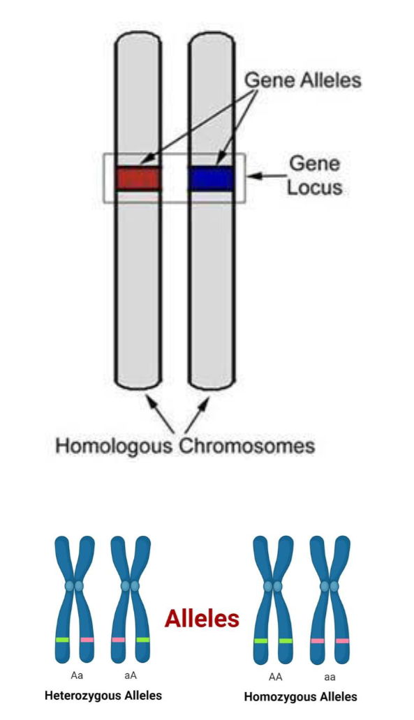 <ul><li><p>DNA found in chromosomes in the nucleus of <strong>each cell</strong></p></li><li><p>Each human cell nucleus has 23 pairs of chromosomes (one inherited from each parent)</p><ul><li><p>46 in total</p></li></ul></li></ul><ul><li><p>Segments of chromosomes that code for proteins are called <strong>genes</strong></p><ul><li><p>Alternative forms of the same gene are called <strong>alleles</strong></p></li></ul></li></ul><p></p>