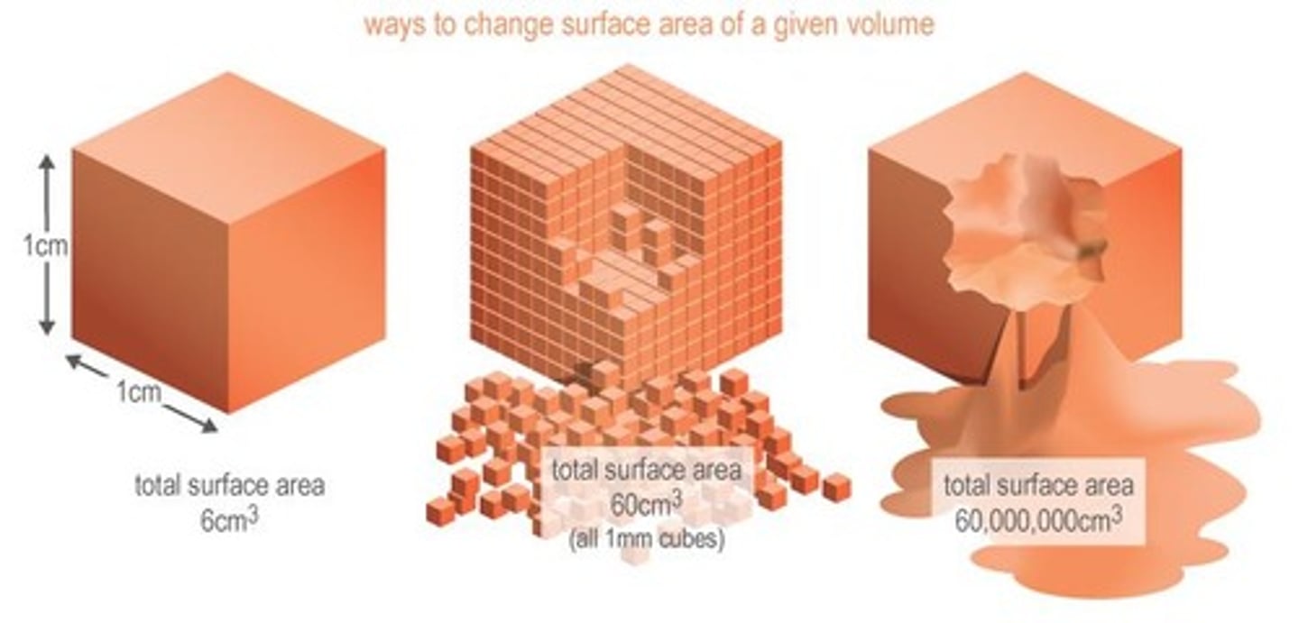<p>determined by surface area of solute</p><p>larger surface area in contact with solute dissolves quicker.</p>