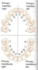 <p>Lower Right Canine (cuspid)</p><p>Erupt: 16-23 months</p><p>Shed: 9-12 yrs old</p>