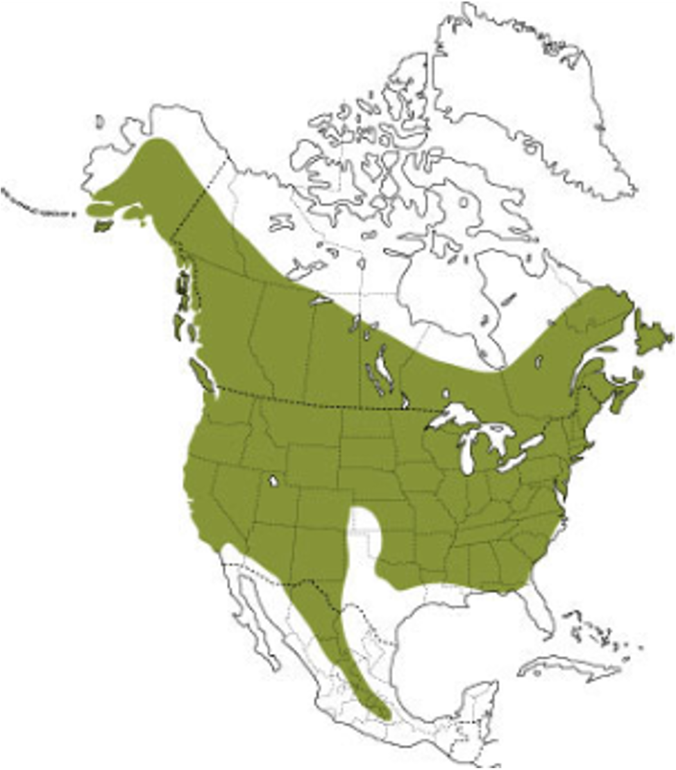 <p>Little brown bat</p><p>insects w/ aquatic larval stage</p><p>state threatened</p><p>along streams and lakes</p><p>hibernates in caves, maternal colonies roost in buildings</p><p>females are site loyal</p>