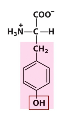 <p>What amino acid is this? </p>
