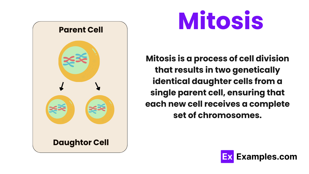 <p><strong>Maintains the chromosome number</strong> and produces genetically identical daughter cells (preserves the genome).</p>
