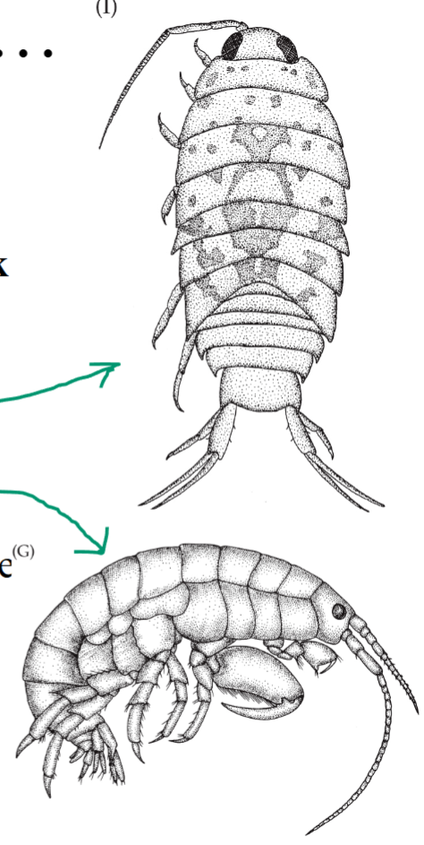 <p>Isopods = <strong>Dorsoventrally flattened</strong></p><p>Amphipods = <strong>laterally flattened</strong></p><p></p><p><strong>Amphipods generally have <em><u>MORE VARIABLE leg morphology</u></em></strong></p>