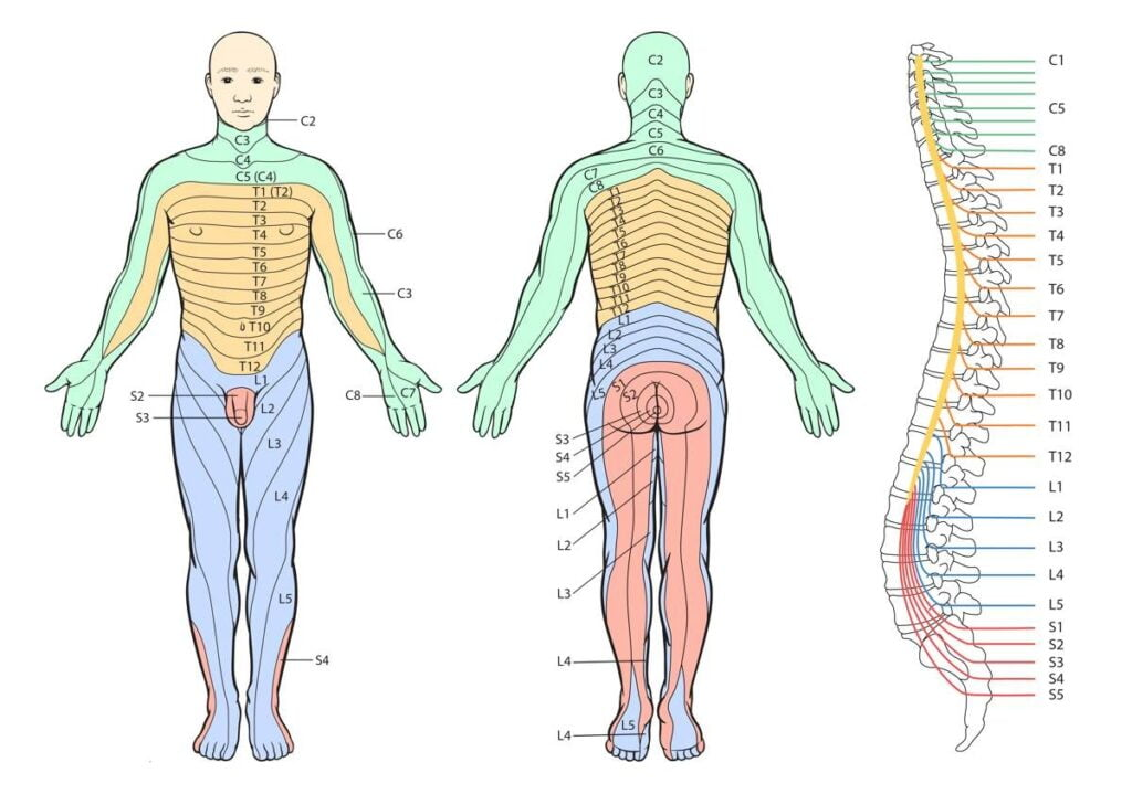 <p>A spinal root exists on each side of the spinal cord at every level of the spinal cord and each represents a _________.</p><ul><li><p>Sensory!</p></li></ul><p></p>