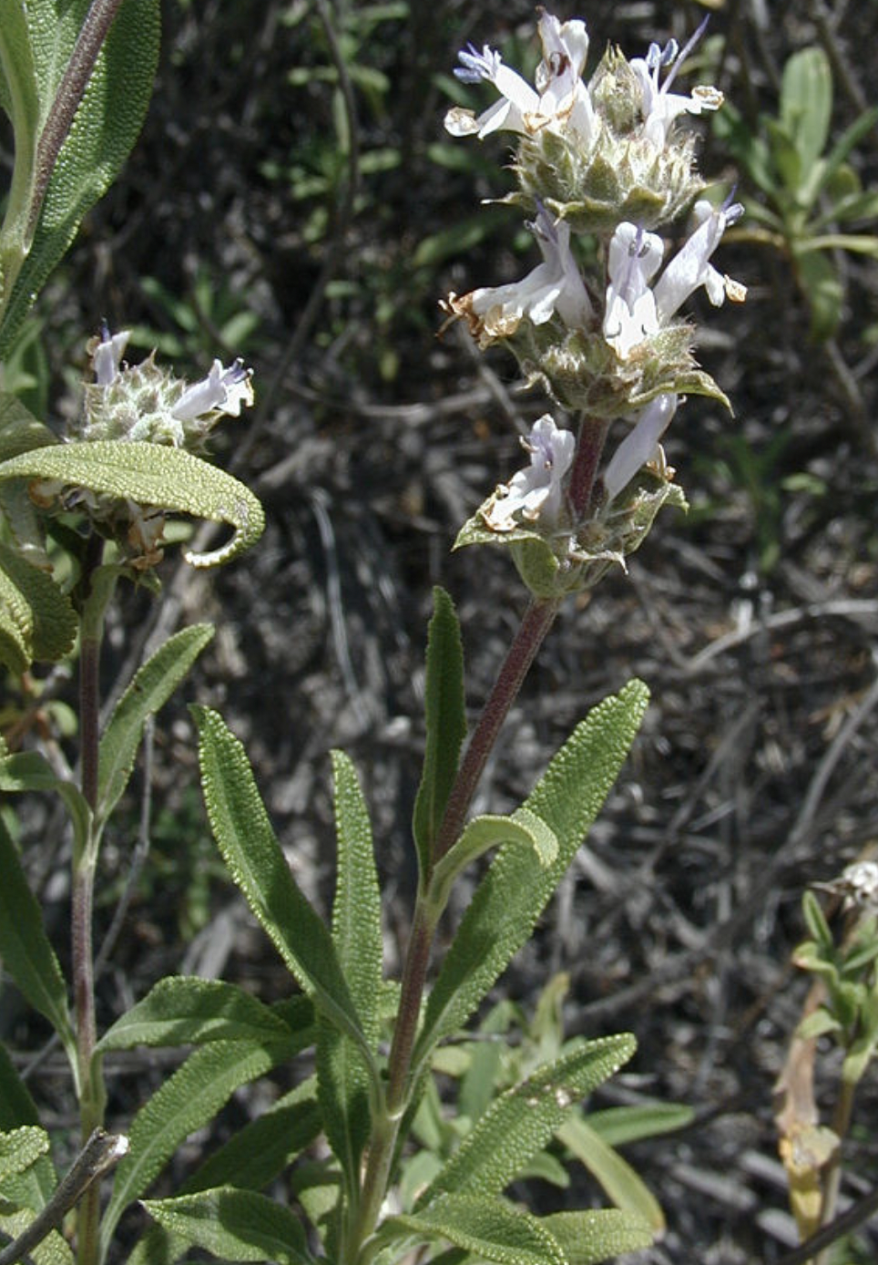 <p>Salvia mallifera </p>