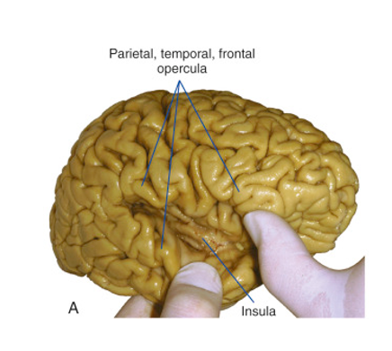 <p>insula</p>