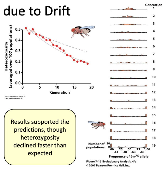 <p>Loss of Heterozygosity due to Drift- Buri (1956)</p>