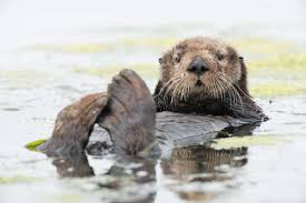<p>Common Name: Sea otter</p>