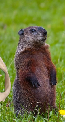 <p>Woodchuck, groundhog </p>