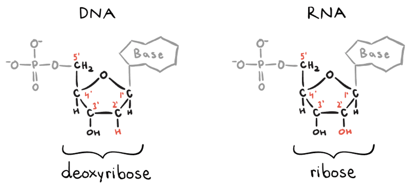 <p>First, add a hydroxyl group to the 2’ carbon of each deoxyribose. In biochemist speak, you need to hydroxylate the 2’ deoxyriboses.</p><p>Second, snip the methyl group off of every thymine that occurs in the nucleotide strand. In biochemist speak, you need to demethylate each thymine.</p>