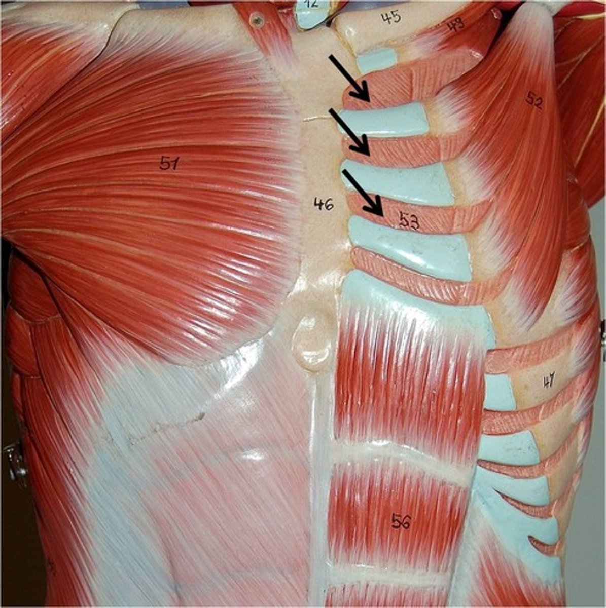 <p>Action - Draw ribs together and to decrease thoracic cavity for expiration</p>