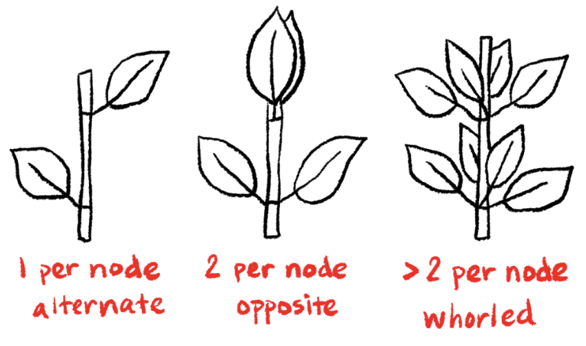 <p><strong>Whorled leaf arrangement</strong></p><p><strong>More than 2 leaves per node.</strong></p>