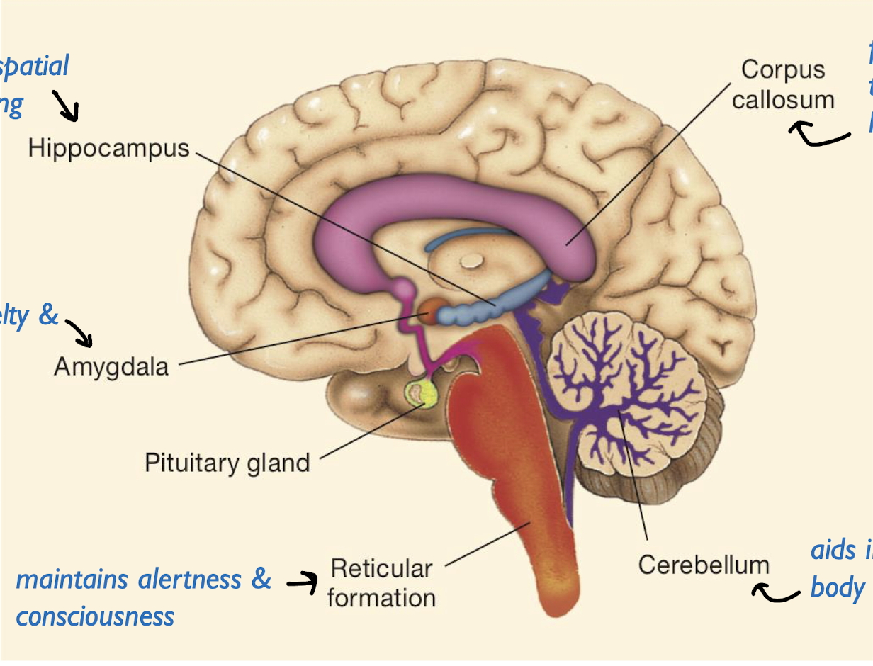 <p>secrete hormones that control body growth</p>