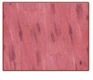 <p>non-striated fibers, spindle shaped, uninucleated, involuntary, covers wall of internal organs</p>