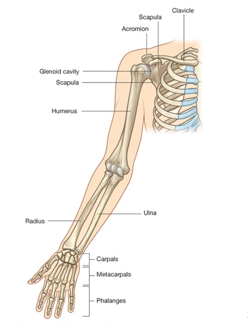 <ul><li><p>pectoral (shoulder) girdle</p><ul><li><p>clavicle </p></li><li><p>scapula</p><ul><li><p>sternal end = medial</p></li><li><p>acromial end = lateral</p></li></ul></li></ul></li><li><p>arm </p><ul><li><p>humerus </p></li></ul></li><li><p>forearm </p><ul><li><p>radius</p></li><li><p>ulna</p></li></ul></li><li><p>wrist + hand</p><ul><li><p>carpals</p></li><li><p>metacarpals</p></li><li><p>phalanges </p></li></ul></li></ul><p></p>