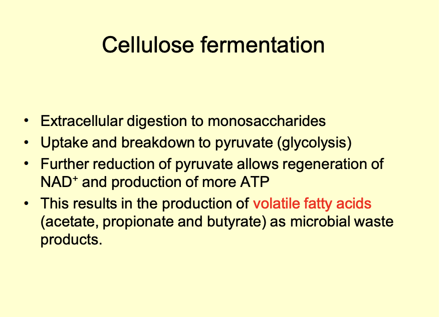 <ol><li><p>extracellular breakdown by secreting cellulase</p></li><li><p>microbes rapidly absorb the monosaccharides</p></li><li><p>break them down to pyruvate (glycosis)</p></li><li><p>further reduce pyruvate anearbocially</p><ul><li><p>WHY: regenerate NAD+ to allow glycolysis to continue to make more ATP</p><ul><li><p>similar to how we use lactate</p></li></ul></li></ul></li><li><p>RESULT: makes <strong>volatile fatty acids</strong> (VFAs, aka short chain fatty acids) as waste</p><ol><li><p>acetate</p></li><li><p>propionate</p></li><li><p>butyrate</p></li></ol></li><li><p><strong>MICROBES CANNOT USE THESE  but can be taken up and used by the cow (<em>Symbiosis)</em></strong></p></li></ol><p></p>
