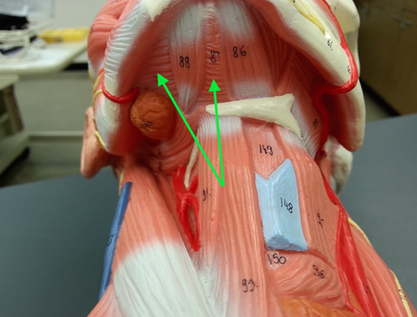 <p>Region:</p><p>Neck</p><p>Action:</p><p>Elevates floor of mouth</p><p>Innervation:</p><p>CN V3 (Trigeminal) </p>