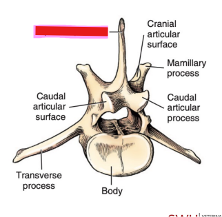 <p>Q: In the lumbar vertebrae, the …… are highest and most massive in the midlumbar region. </p><p>A. transverse processes </p><p>B. articular processes </p><p>C. spinous processes </p><p>D. mamillary processes</p>
