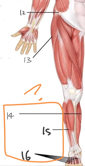 <p>What is No. 14-16?</p>