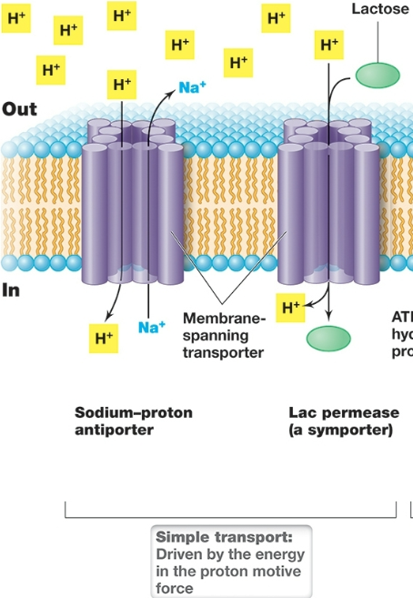 <p>Driven by proton motive force, the release of energy as protons move with their concentration across a membrane</p><p>-the molecule and H+ move in opposite directions</p>
