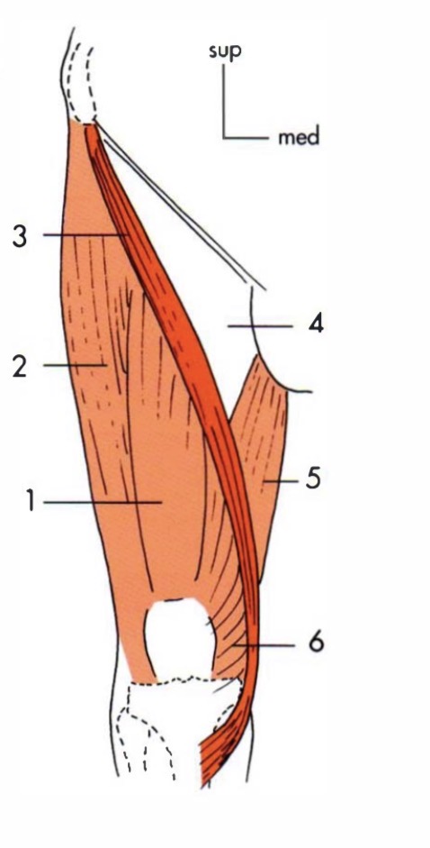 <ul><li><p>EIAS</p></li><li><p>Patte d’oie</p></li><li><p>Flexion, abduction et rot lat de hanche</p></li></ul><p></p>