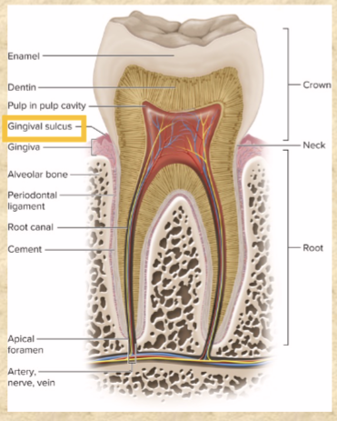 <p>above gum</p><p>below gum</p><p>where crown, root, and gum meet</p><p>space between tooth and gum</p>