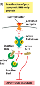 <p>Survival factor binds to cell surface receptor leading to activation of a cell signaling cascade which phosphorylates and inhibits pro-apoptotic BH3-only family protein</p>
