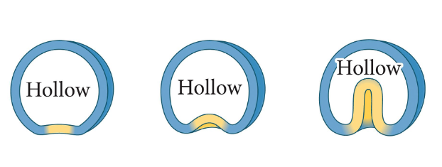 <p>sheet of cells bend inward to form a cavity</p><ul><li><p>epithelial to mesenchymal transition</p></li><li><p>primarily forms mesoderm and endoderm</p></li></ul><p></p>