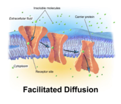 <p>Why does facilitated diffusion proceed faster at relatively low solute concentrations?</p>