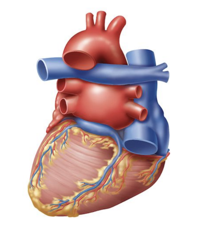 <p>Right Pulmonary Arteries </p>