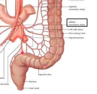 <ul><li><p>superior rectal artery</p><ul><li><p>supplies blood to superior aspect of rectum</p></li></ul></li></ul><p></p>