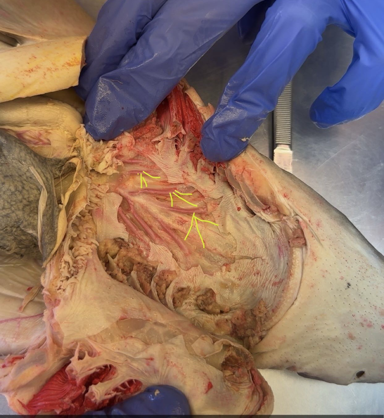 <p>what is this?</p>