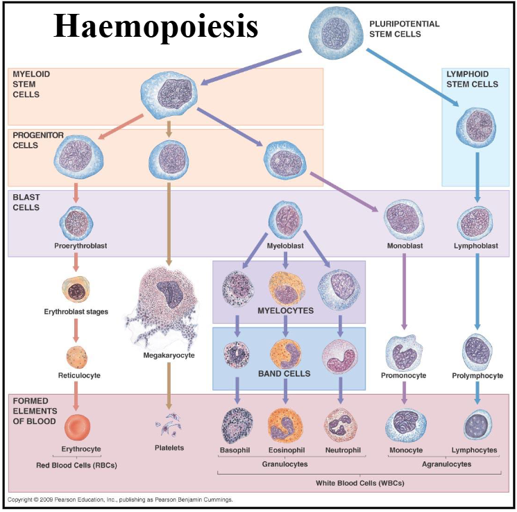<p>1. Haemopoiesis</p>