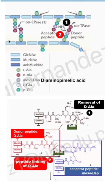 <p>This cross-linking involves three major steps:</p><p>Second step</p>