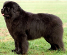 <p>welk type hond is dit</p>