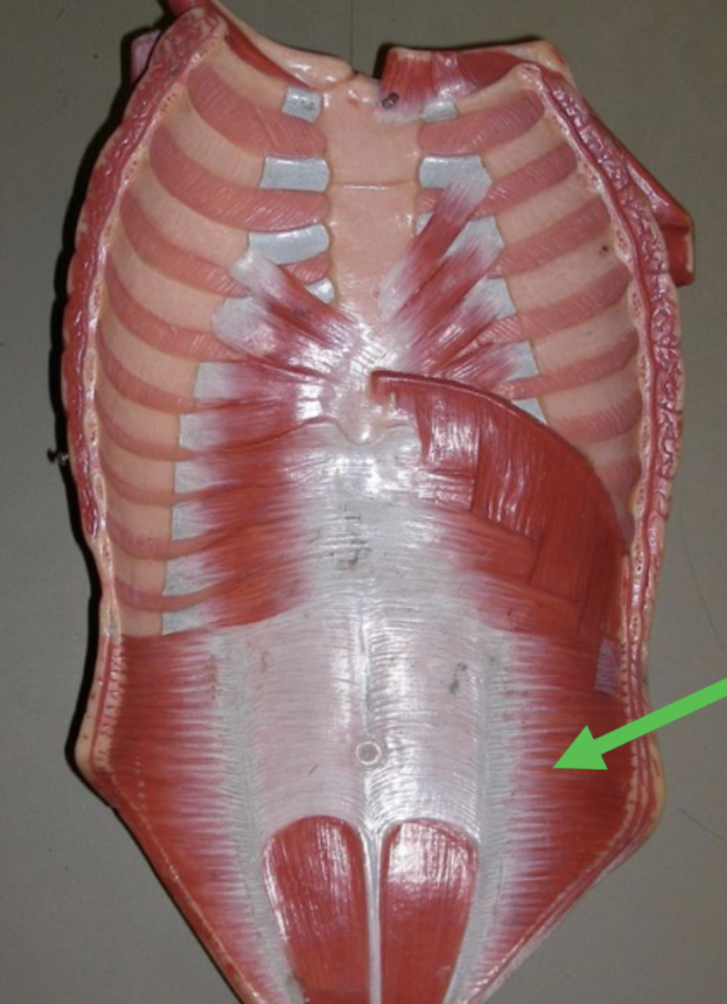 <p><span>Identify the muscle indicated by the pointer.</span></p>