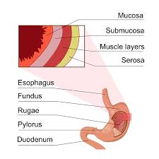 <p>The double-walled membrane that lines closed body cavities</p>