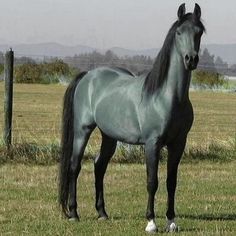 <p>Which color horse is this?</p>