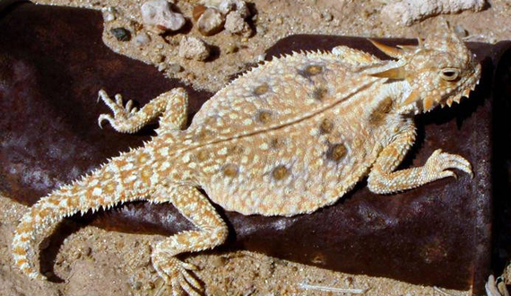<p>Phrynosomatidae<br>Phrynosoma mcallii<br>Flat-tail horned lizard</p>