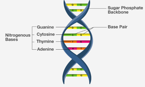 <p>-Double-helix, "twisted ladder"</p><p>-The two sides of the "ladder"(strands) are made of sugar and phophate molecules</p><p>-The rungs of the "ladder" are made of base pairs</p>