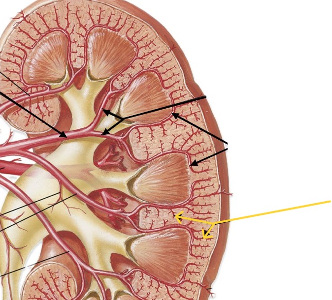 <p>Which arteries of the kidneys:</p><ul><li><p>After arcuate arteries</p></li><li><p>Before afferent arterioles</p></li></ul><p></p>
