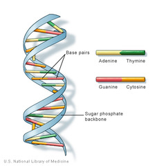 <p>DNA is made up of 2 strands forming a DOUBLE HELIX.</p><p>The strands are made up of smaller nucleotides (monomers) making DNA a polymer</p>