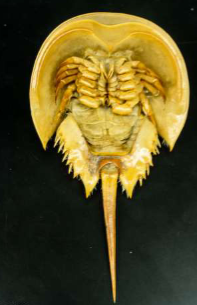 <p>What is the tail called?</p>