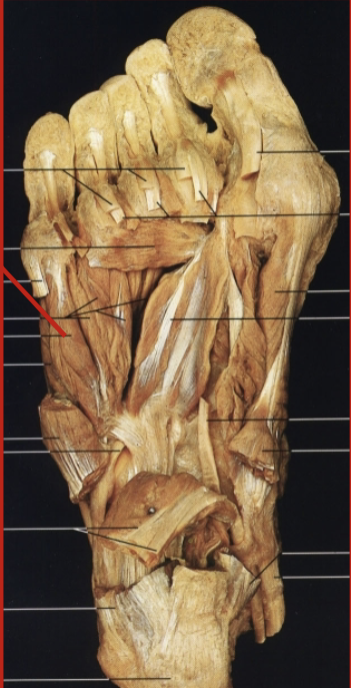 <p>What muscle, layer, action and innervation is this?</p>