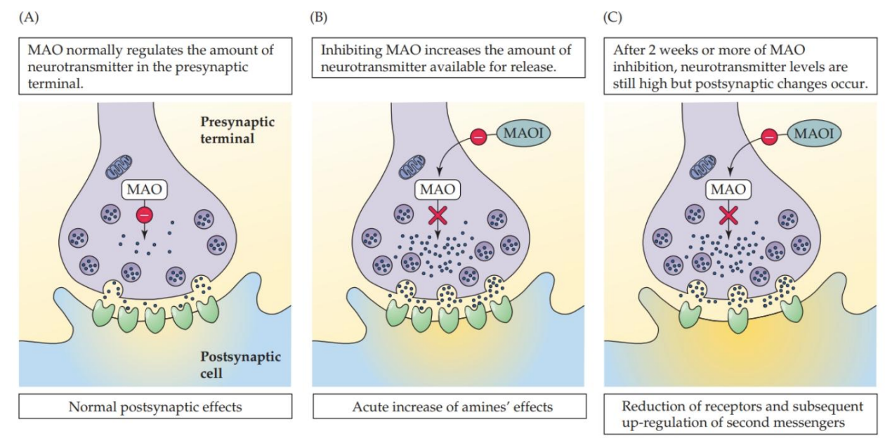 <ul><li><p>Antidepressant action may require long-term adaptations that take place over several weeks</p></li></ul><div data-type="horizontalRule"><hr></div><ul><li><p>antidepressants don’t work right away but may involve long-term changes in NS </p></li><li><p>why not right away - because they slowly change your brain</p></li><li><p>MAOi → less metabolism → more monoamines  → less receptors***</p></li></ul><p></p>