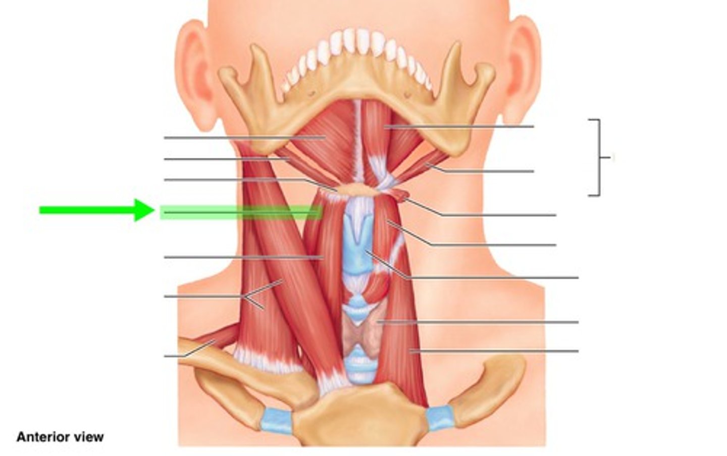 <p>Location: Outerside of the sternohyoid (vertical)</p><p>Action: Depresses and retracts hyoid bone</p>