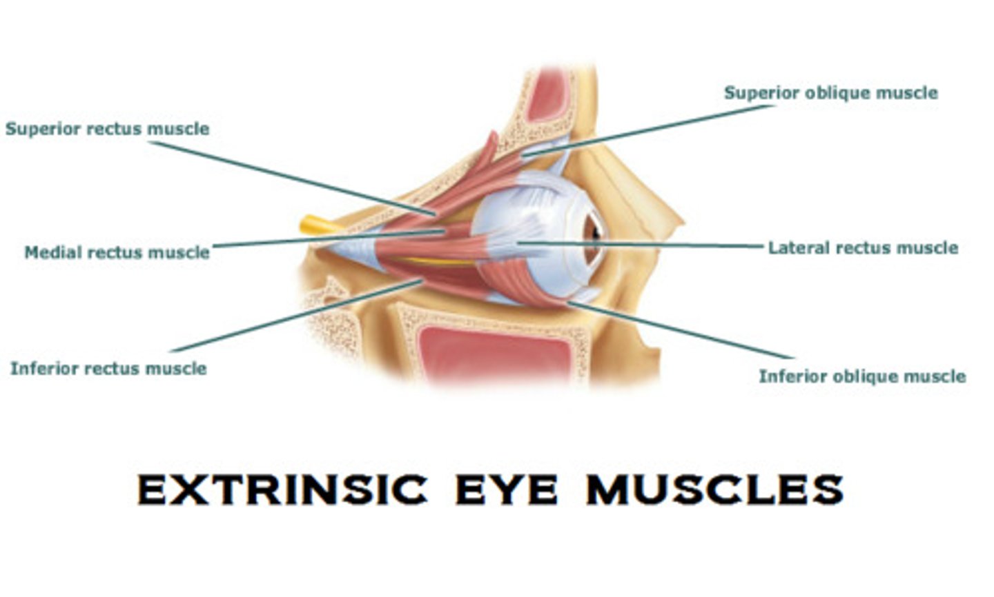 <p>Origin: common tendinous ring around optic foramen</p><p>Insertion: sclera of eyeball</p><p>Action: move eye in all directions</p>