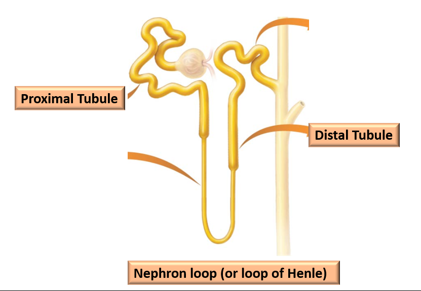 <p>The pipes of the nephron that <strong>collect and modify the filtrate</strong> (“proto-urine”). </p><ul><li><p>Three structurally and functionally distinct regions:</p><ul><li><p>Proximal Tubule </p></li><li><p>Nephron Loop </p></li><li><p>Distal Tubule </p></li></ul></li></ul><p></p>
