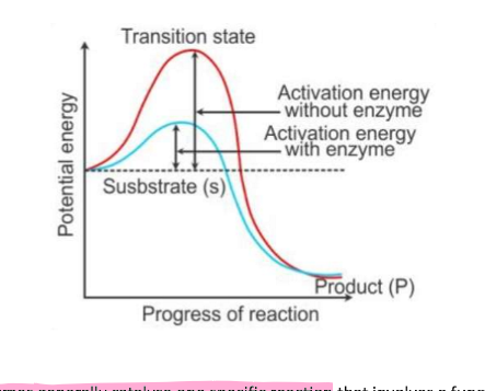 <p>Enzymes are proteins that catalyse biochemical reactions by providing an alternative reaction pathway with a <strong>lower activation energy</strong>. They are not used up in the reaction &amp; do not alter the equilibrium position.<br><br>Enzymes function within very specific pH and temperature ranges as pH and temperature can disrupt the attractions (e.g. dipole-dipole, dispersion forces, hydrogen-bonds) in the protein that determine its tertiary shape.<br><br>The shape of an enzyme is determined by the tertiary and quaternary structures of the protein.</p>