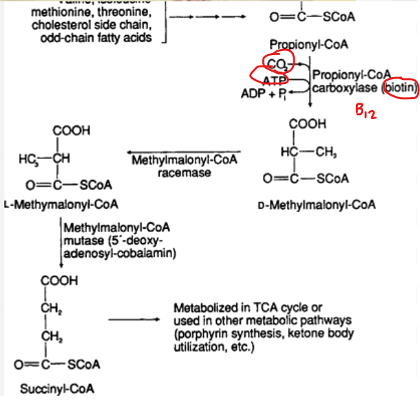 <p>What does the conversion of propionyl-CoA to succinyl-Coa require </p>